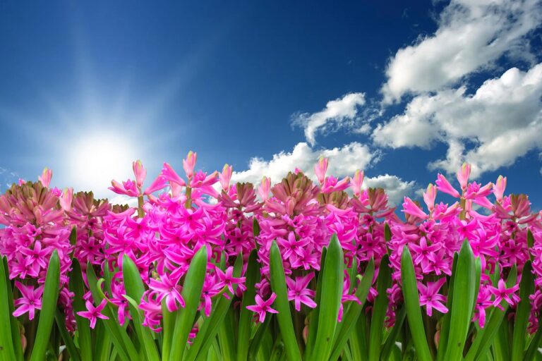 flower, nature, plant, beautiful flowers, flower wallpaper, hyacinth, spring, spring flower, blossom, bloom, harbinger of spring, flower background, garden, garden hyacinth, bloom, composing
