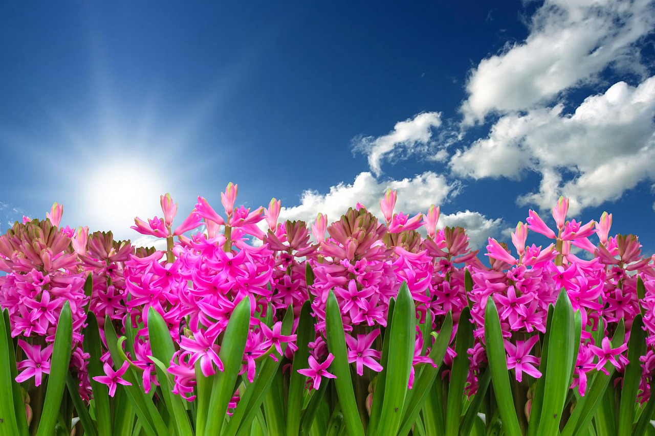 flower, nature, plant, beautiful flowers, flower wallpaper, hyacinth, spring, spring flower, blossom, bloom, harbinger of spring, flower background, garden, garden hyacinth, bloom, composing