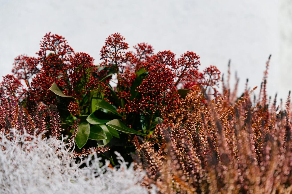Colorful close-up of red and pink plants against a white backdrop, highlighting natural beauty.