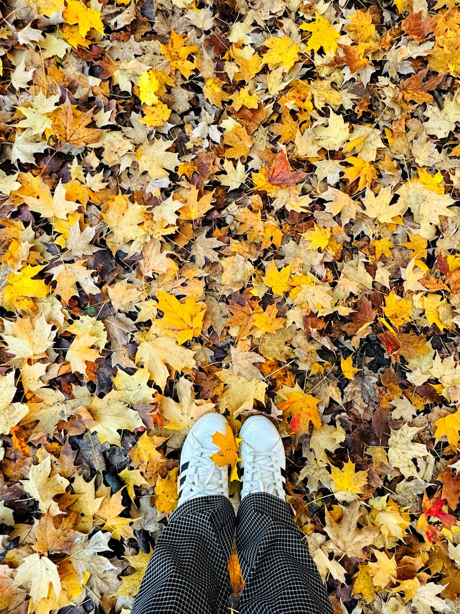 Autumn walk