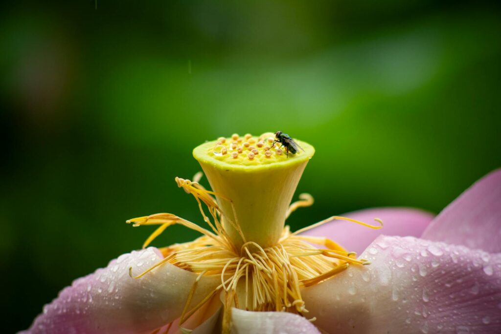 Macro photograph of a lotus flower's center with a fly on it, showing detail and color.