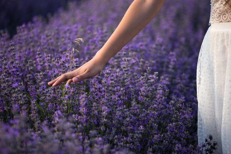lavender, nature, flowers, plants, flower wallpaper, purple, summer, flora, garden, colors, field, flower background, grass, herb, architecture, green, gardening, vegetation, hands, fingers, beautiful flowers, touching, keeps, girl, woman, young, happy