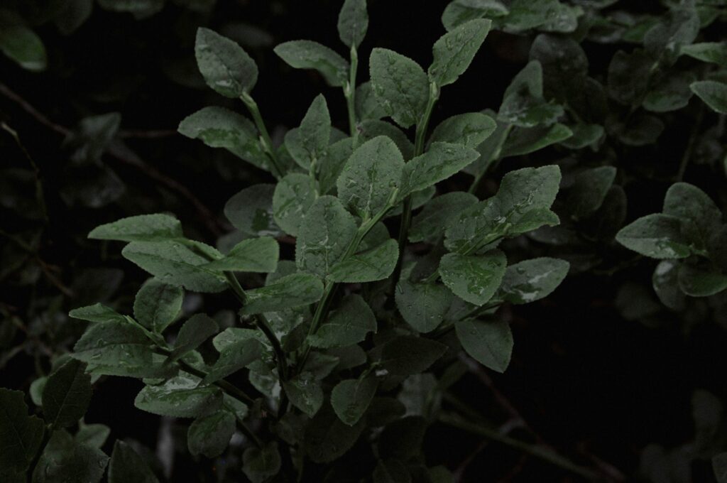 A close up of a plant with green leaves