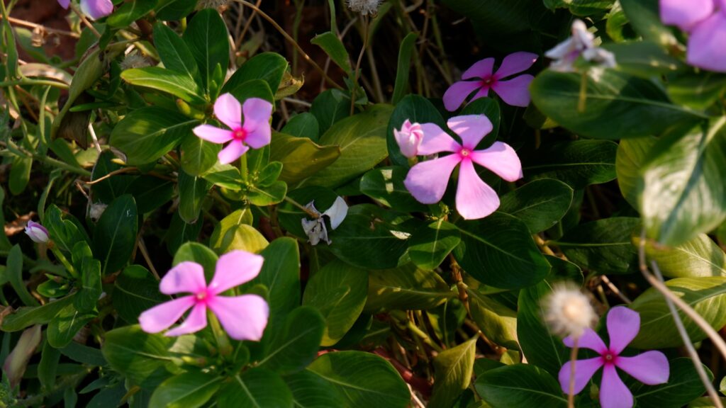 Pink flowers bloom amongst green foliage.