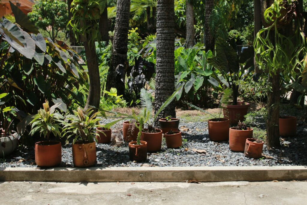 a group of potted plants