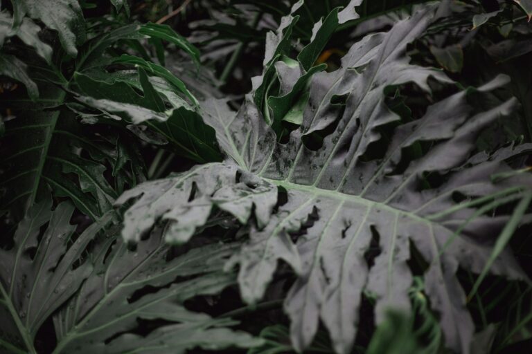 a close up of a large leafy plant