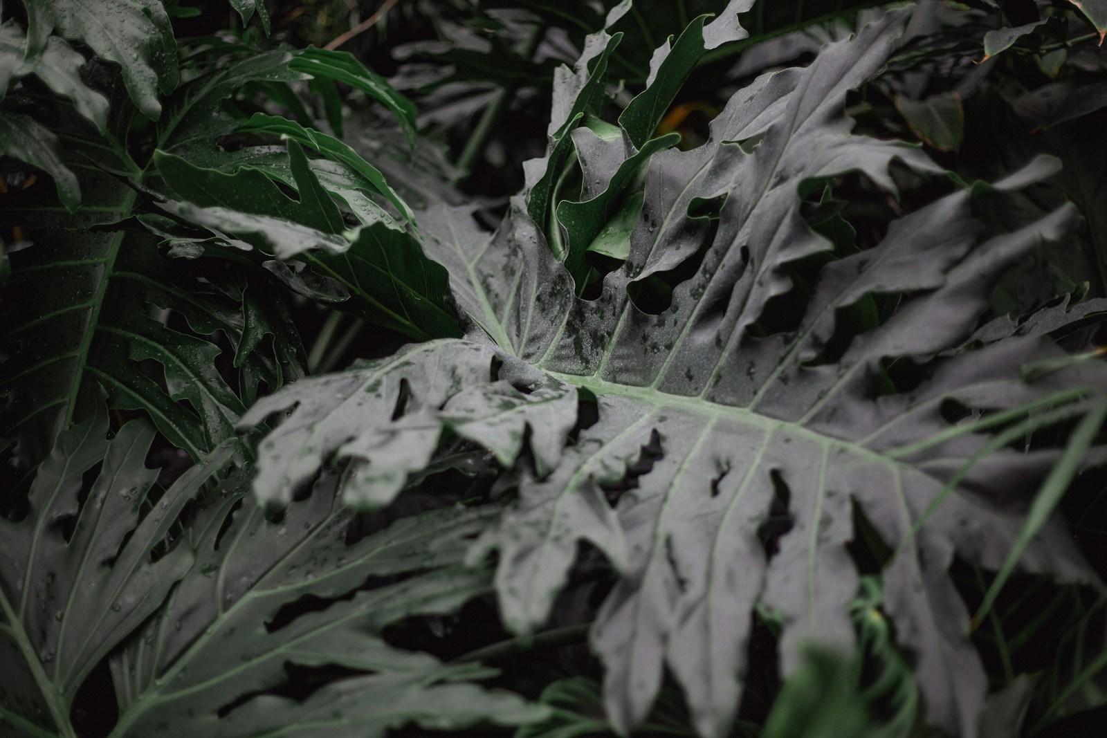 a close up of a large leafy plant