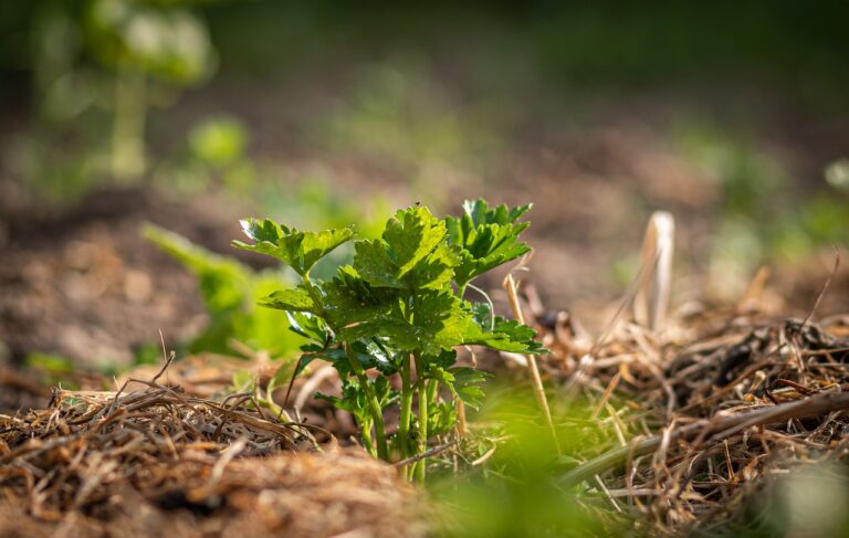 crop, celery, field, agriculture, nature, plant, backlighting, spring, mood, mulch, grow, celery, mulch, mulch, mulch, mulch, mulch