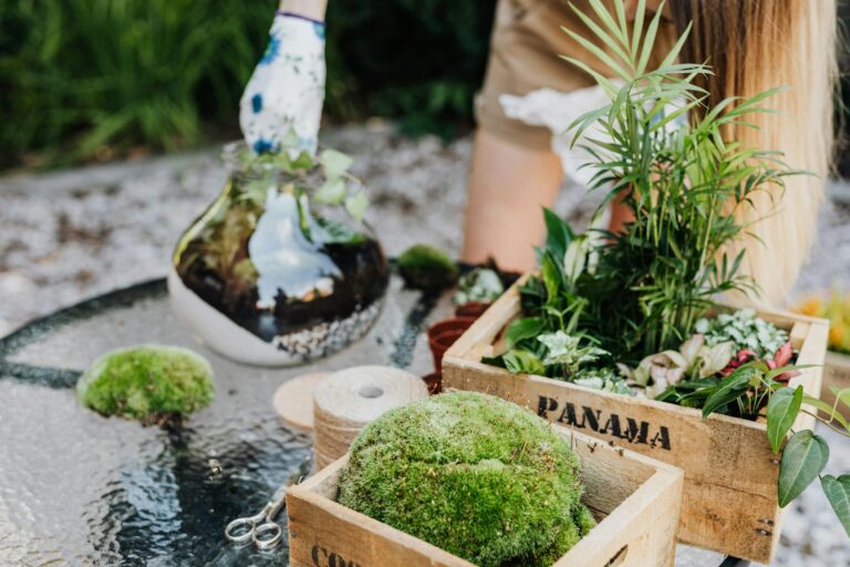 Discover creative terrarium gardening with moss and plants in rustic wooden boxes. Perfect for indoor décor.