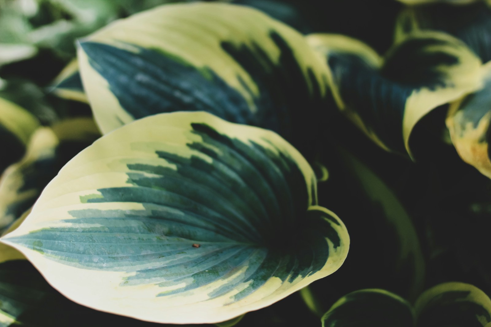 Hosta white and green plant