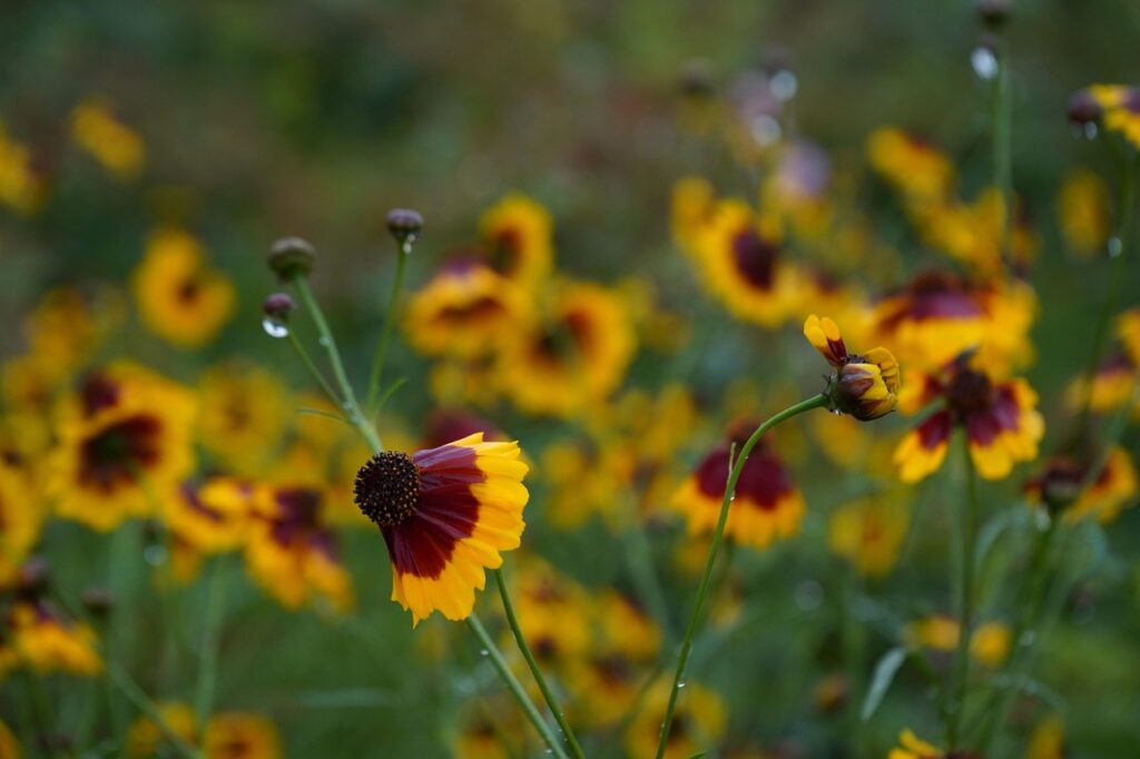 plant, flower wallpaper, flower, flower background, nature, beautiful flowers, snake head ju