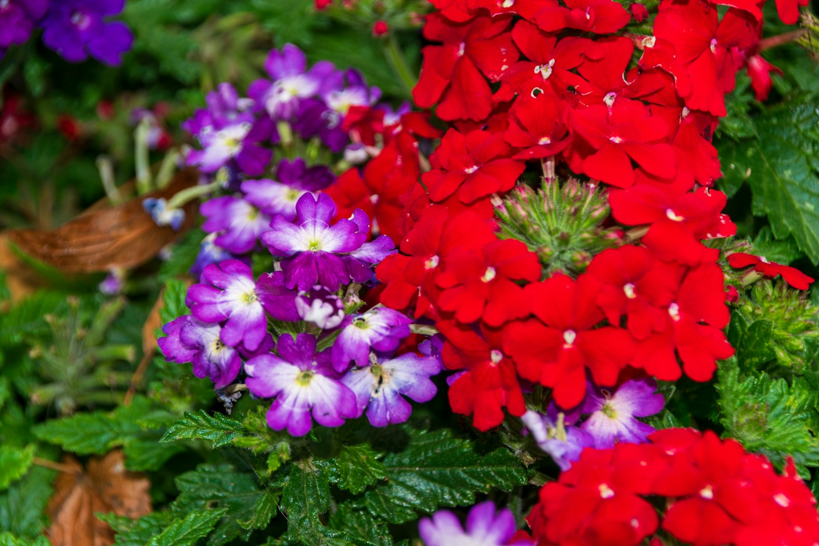 Bright red and purple flowers blooming closely together.