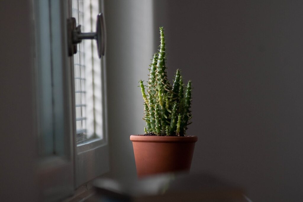 cactus, spines, succulent, pot, window, handle, cactus, cactus, cactus, cactus, cactus