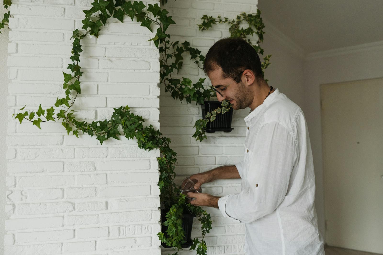 A man attentively watering ivy on a white brick wall indoors.