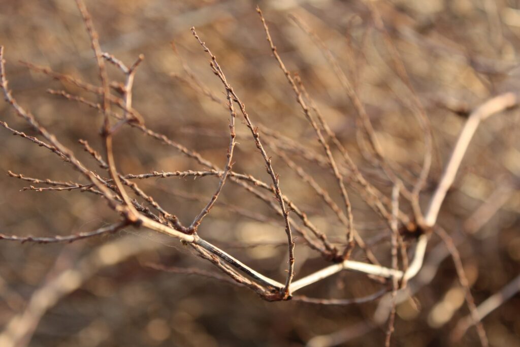 A close up of a tree branch with no leaves