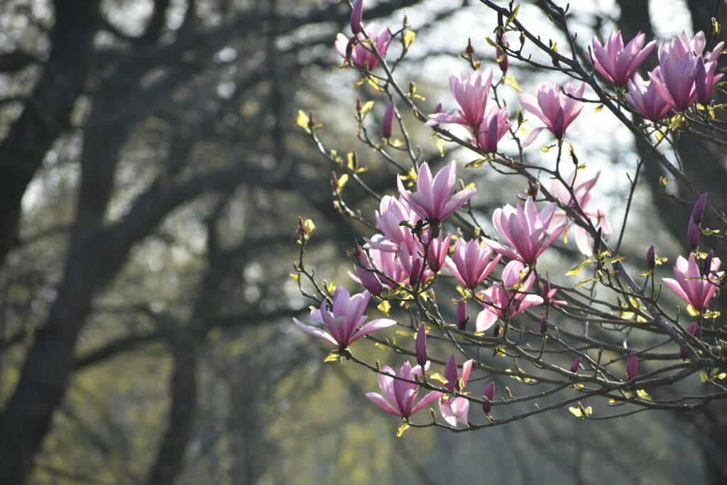 a bunch of flowers that are on a tree