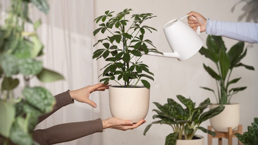 A woman is pouring water into a potted plant
