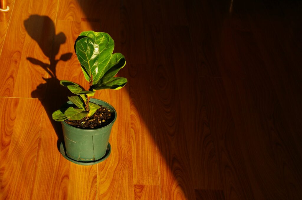 a small potted plant on a wooden floor