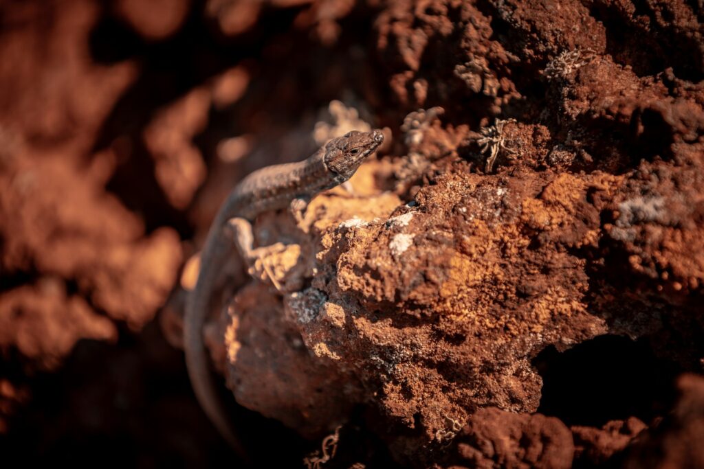 brown and black lizard on brown rock