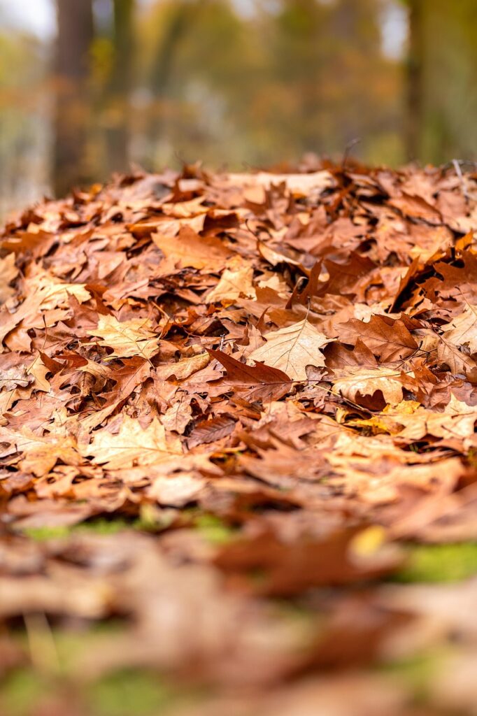 foliage, autumn, leaves, fall, pile of leaves, dry leaves, nature, park, autumn landscape