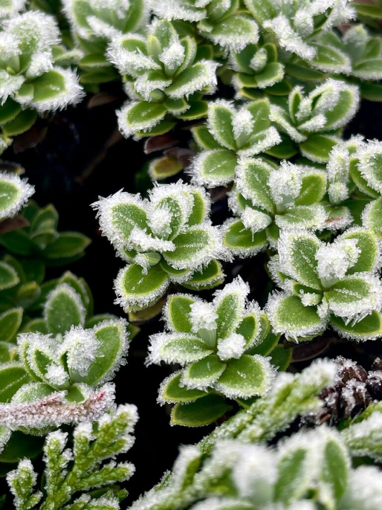 a close up of a plant with frost on it