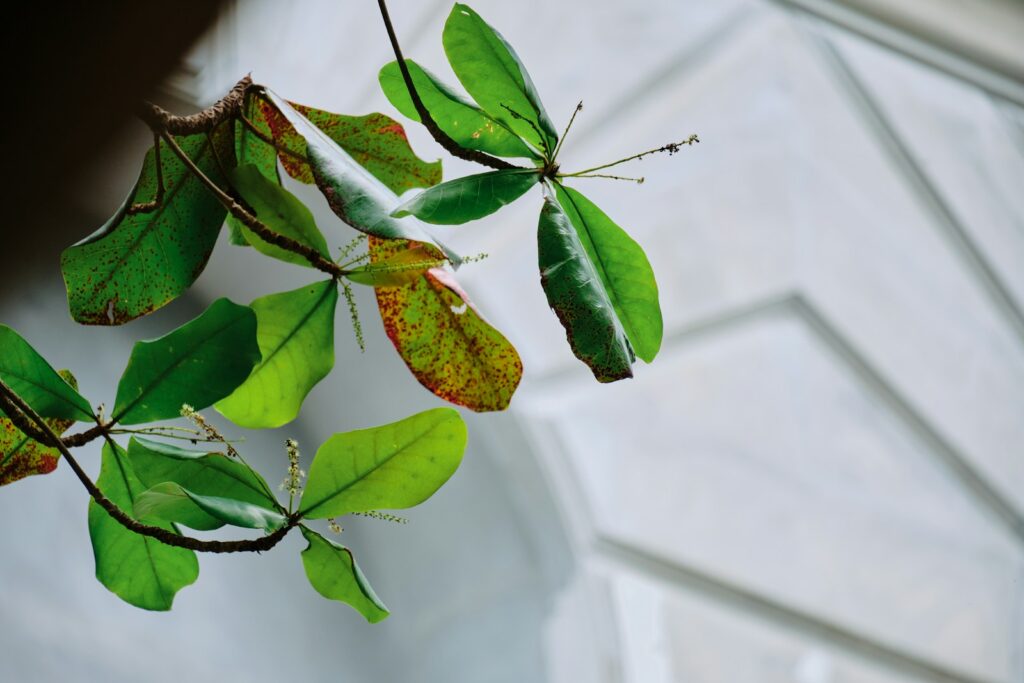 a close up of a branch with leaves on it