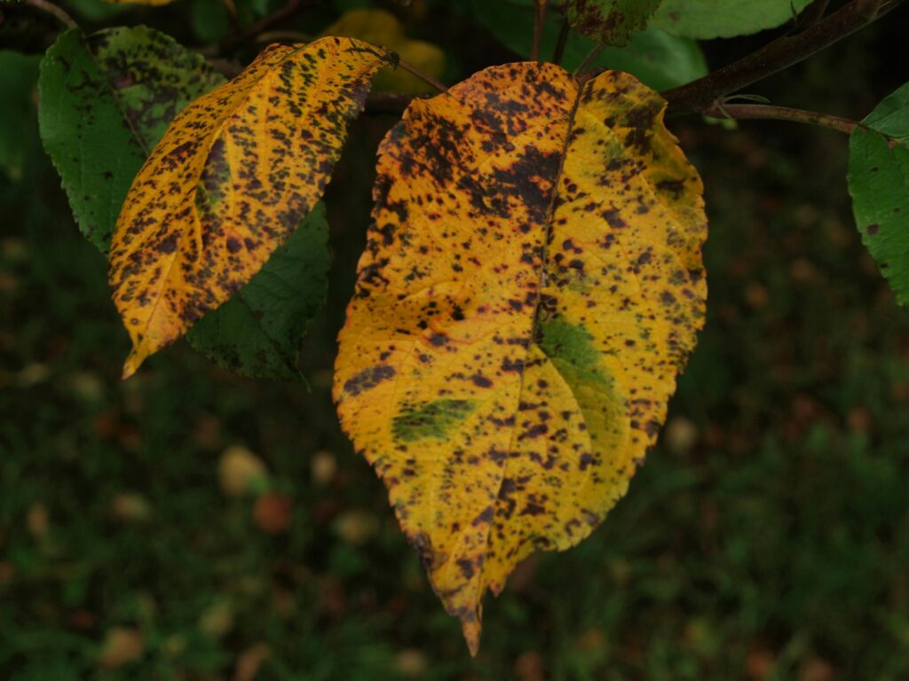 Yellow leaves with dark spots on a tree.