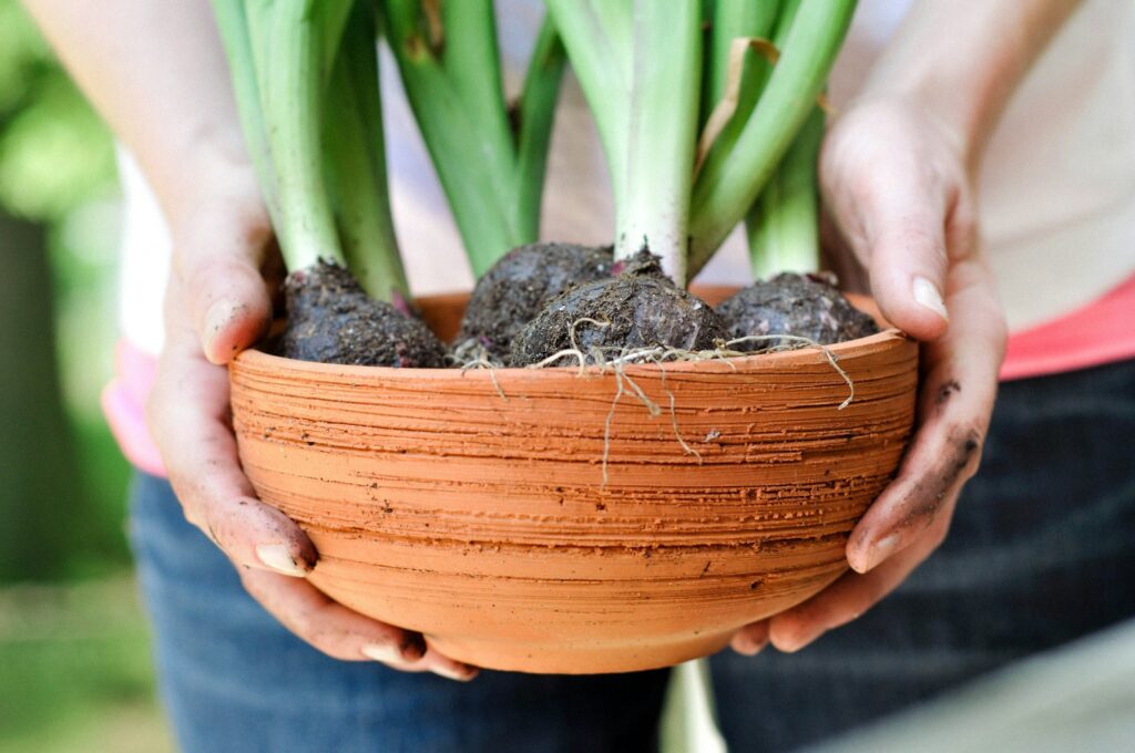 a person holding a potted plant with green onions in it