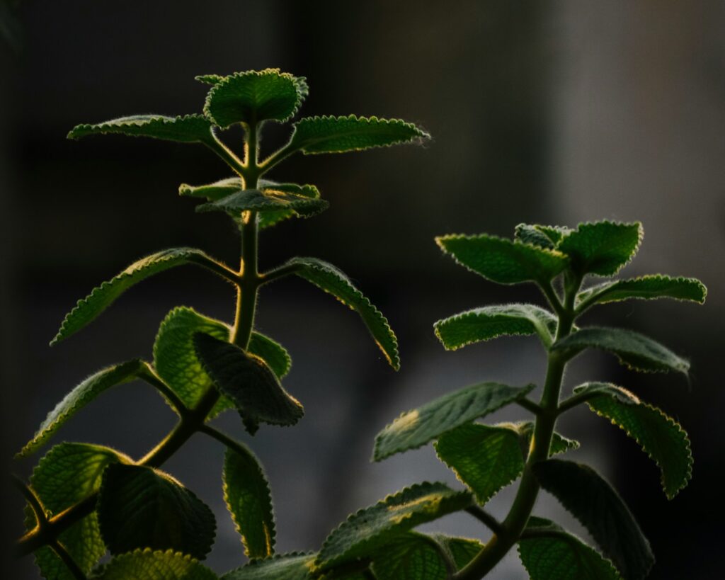a close up of a green plant with leaves