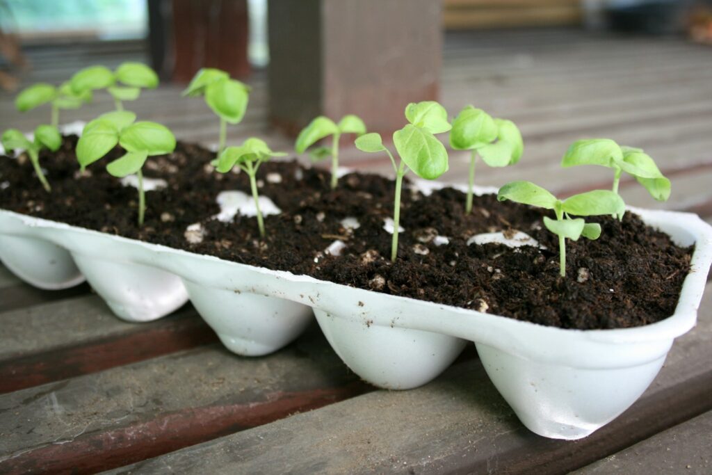 a row of planters filled with dirt and sprouts