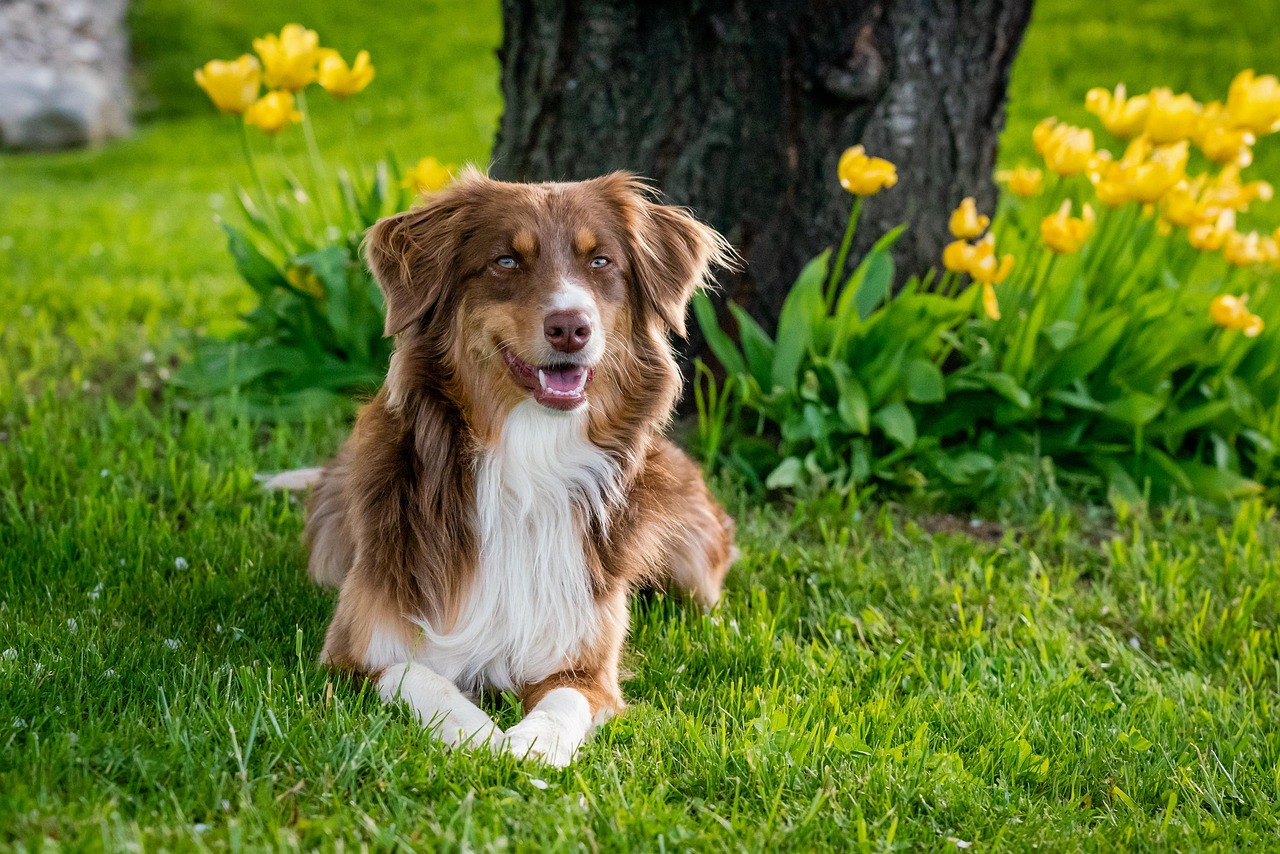 australian shepherd, dog, domestic animal, pet, animal, garden tulips, nature, domestic, mammal, garden, close up, usa, dog breed, lilo