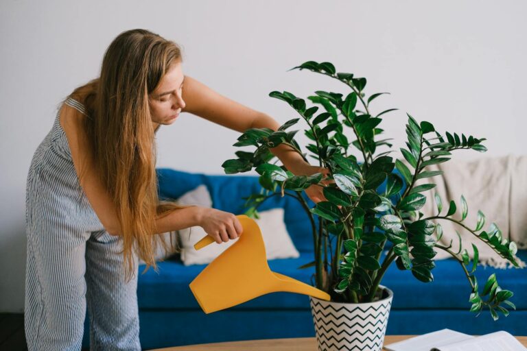 Female using can while caring about plant with green leaves in pot on table in house