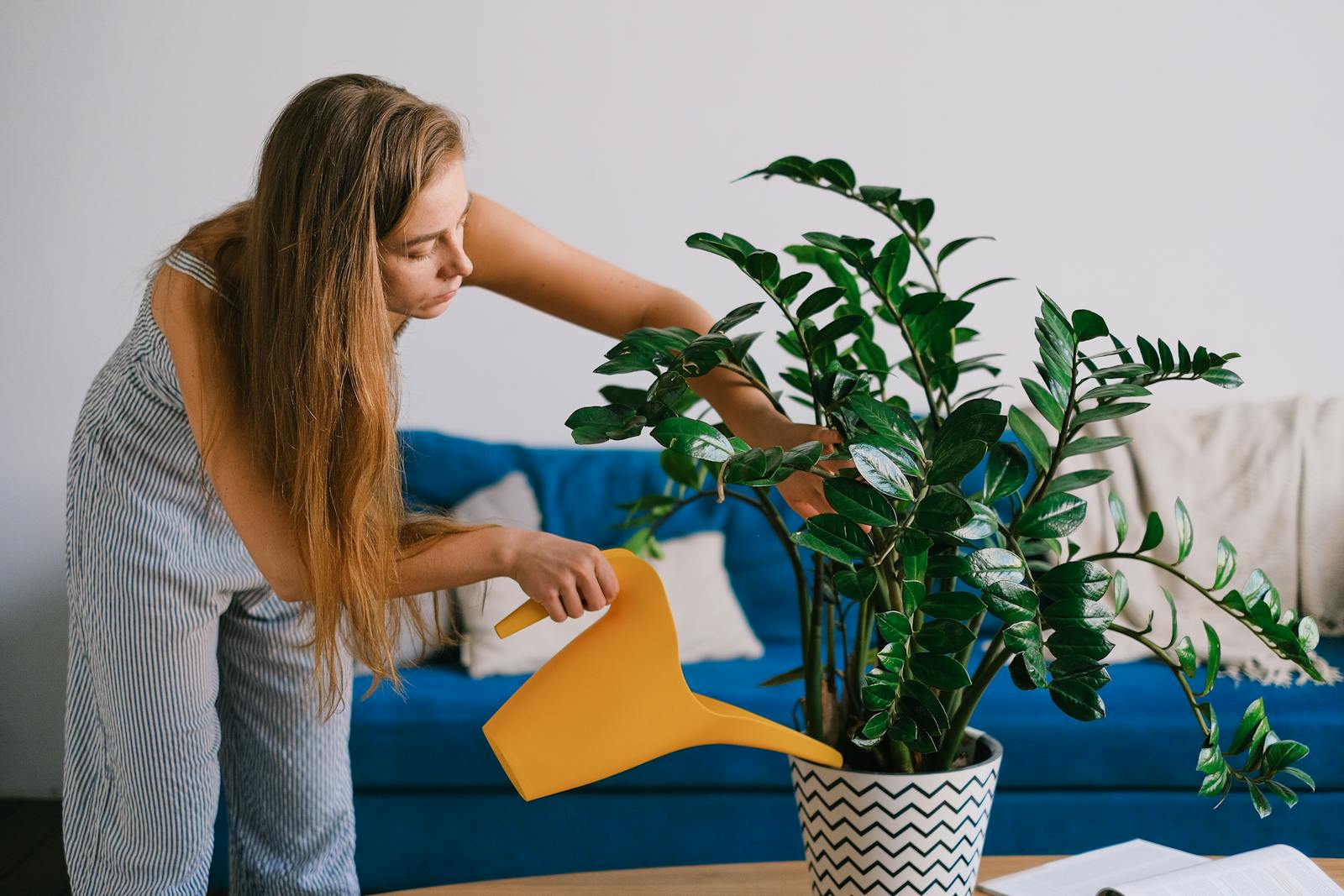 Female using can while caring about plant with green leaves in pot on table in house