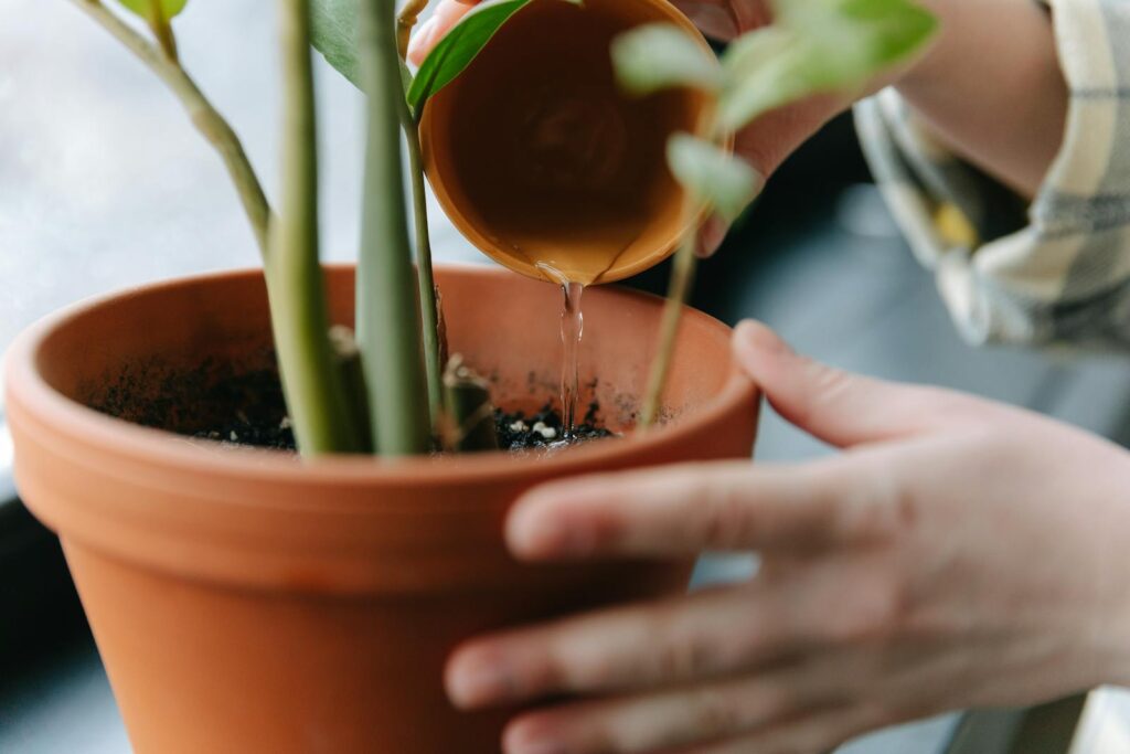 Detailed shot of hands watering a potted plant indoors, promoting growth.