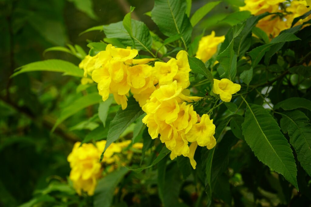 a bush of yellow flowers with green leaves