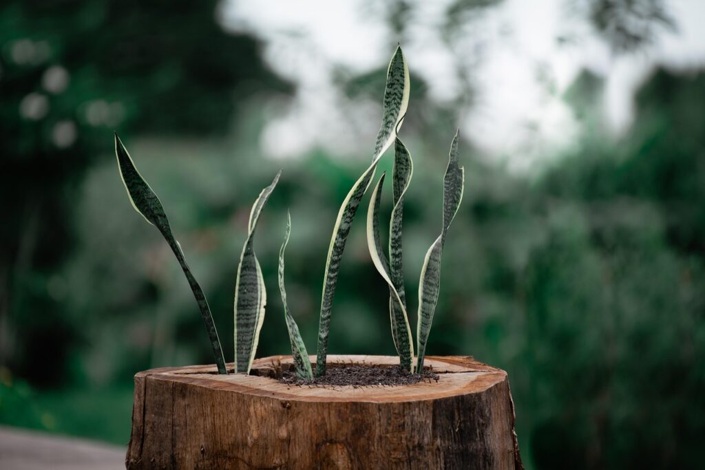 snake plant, leaves, plant, mother in laws tongue, green, flora, log, nature