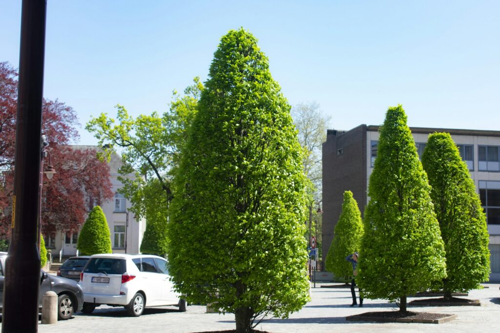green tree near white car during daytime