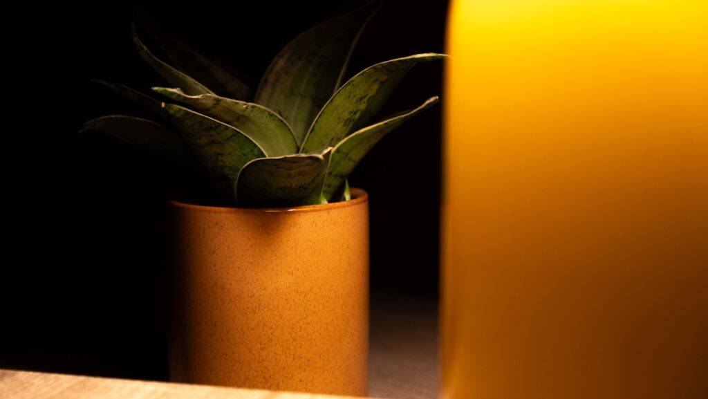 Small potted succulent plant in dim light.