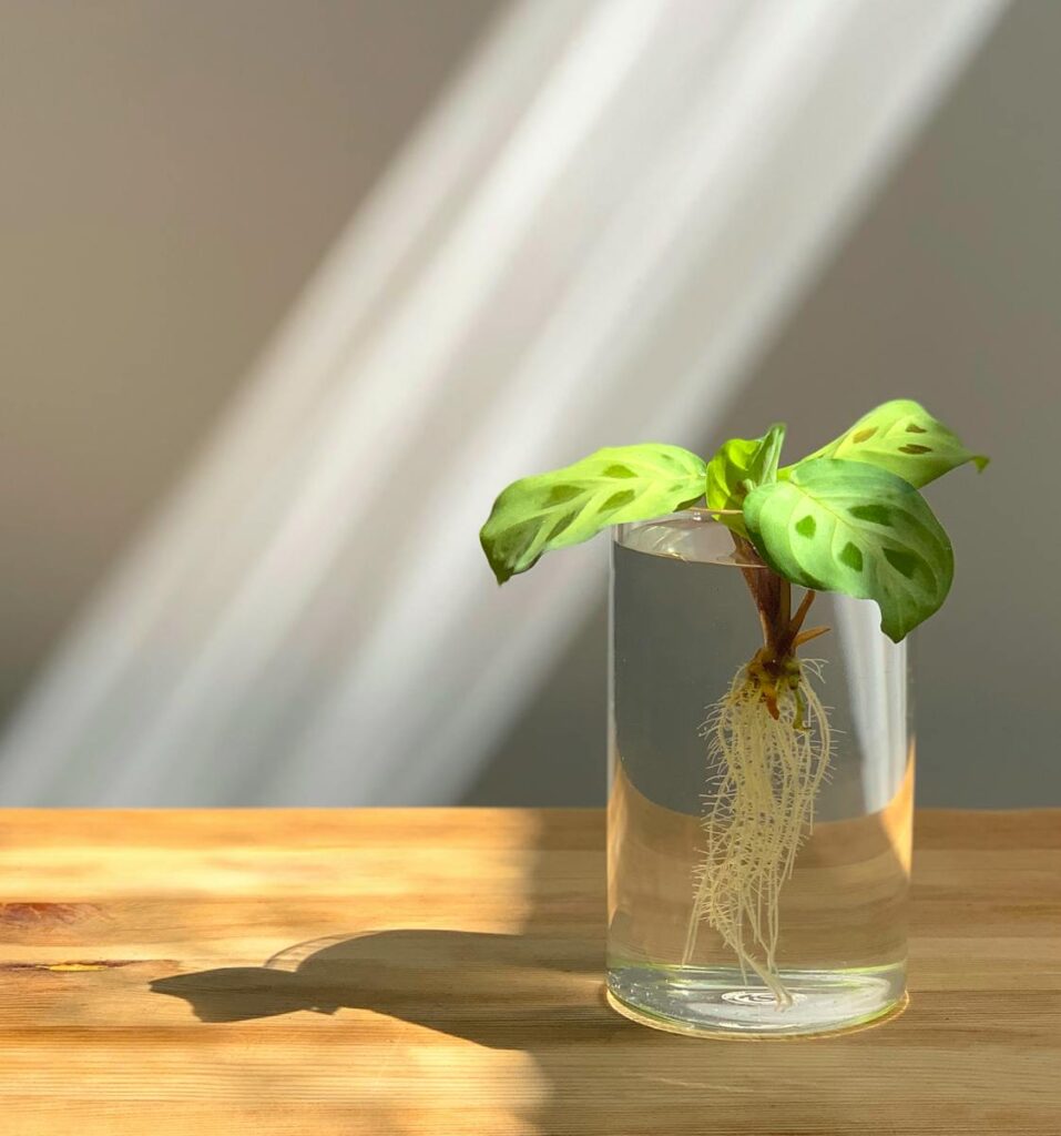 A vibrant green plant grows in a clear glass vase with visible roots, on a wooden table.