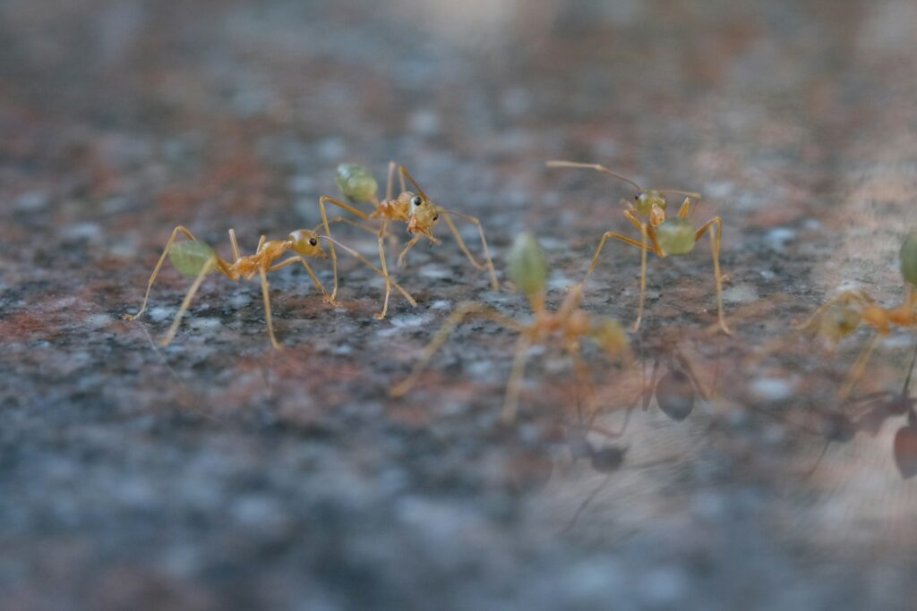 Several ants crawling on a textured surface