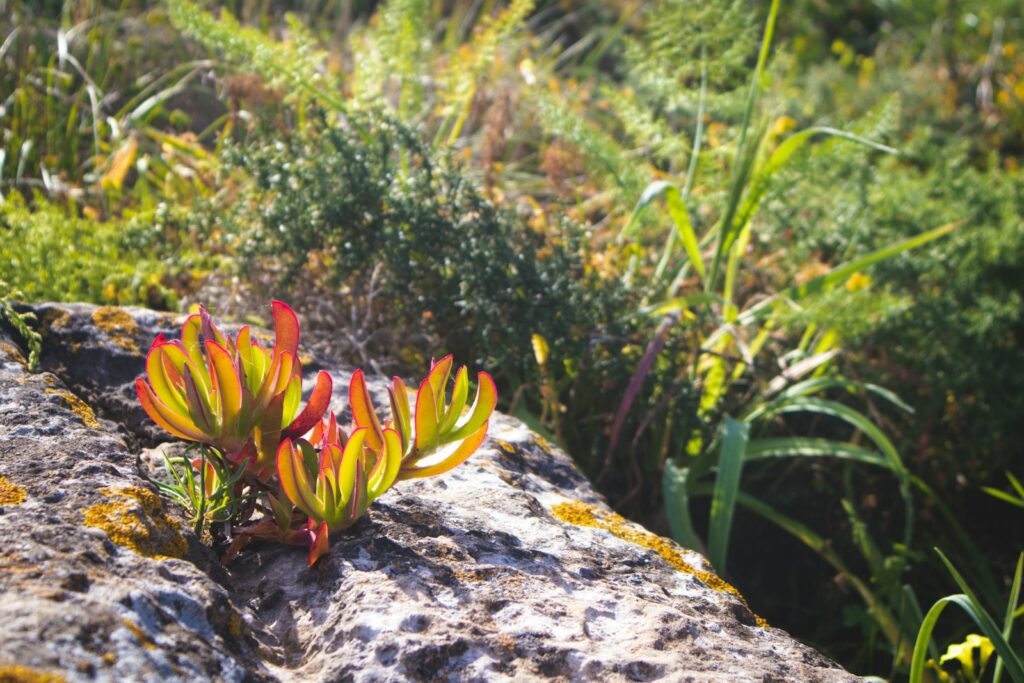 a close up of a small plant on a rock