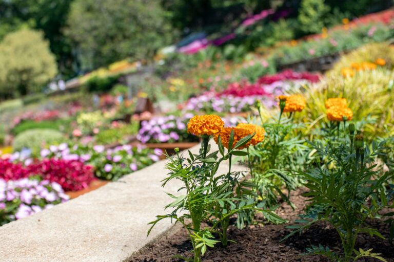 red and yellow flowers on gray concrete pathway