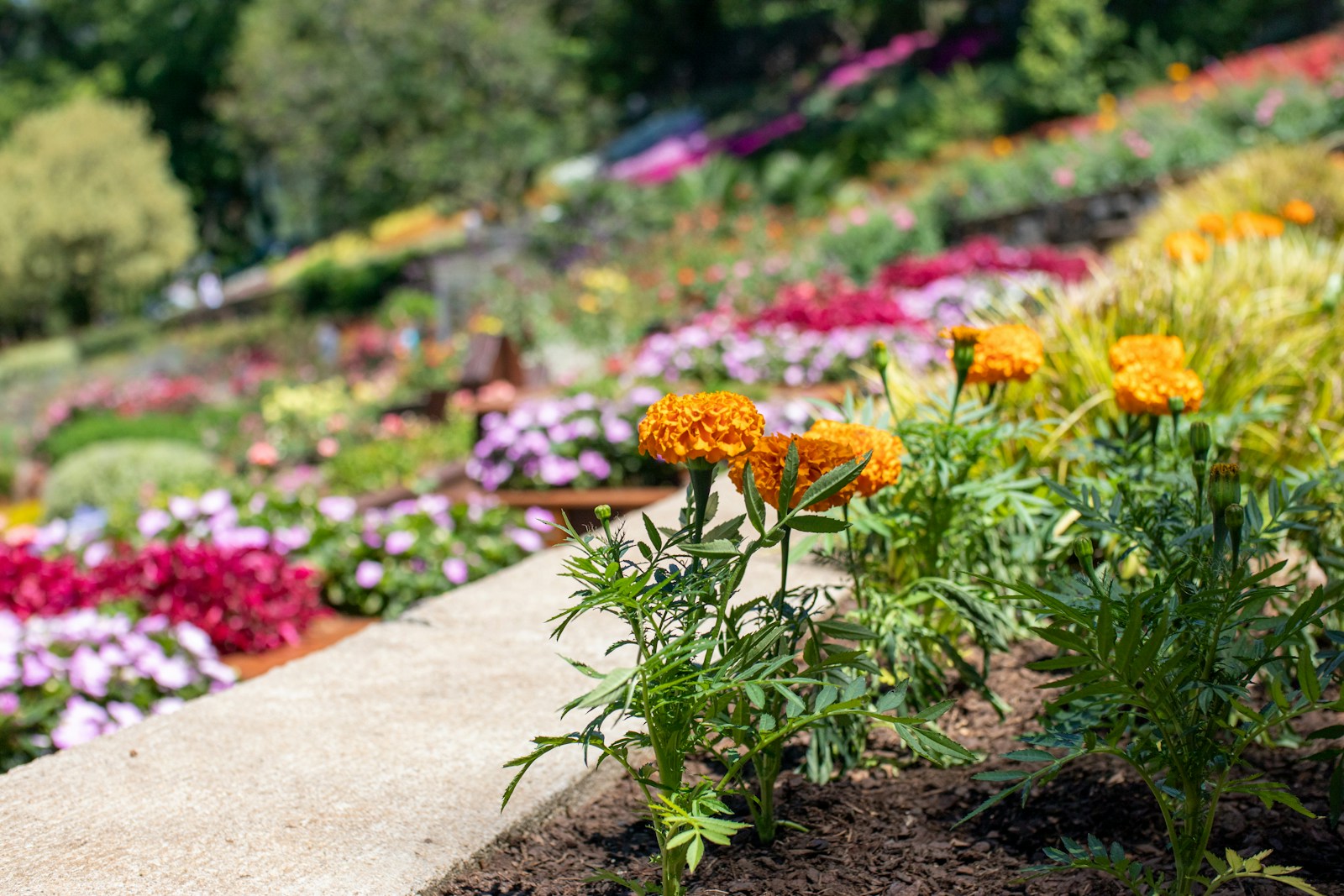 red and yellow flowers on gray concrete pathway