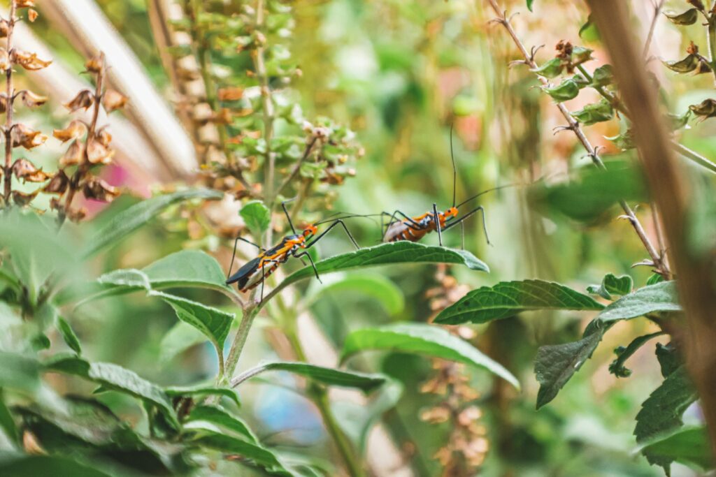 black and brown ant on green leaf during daytime