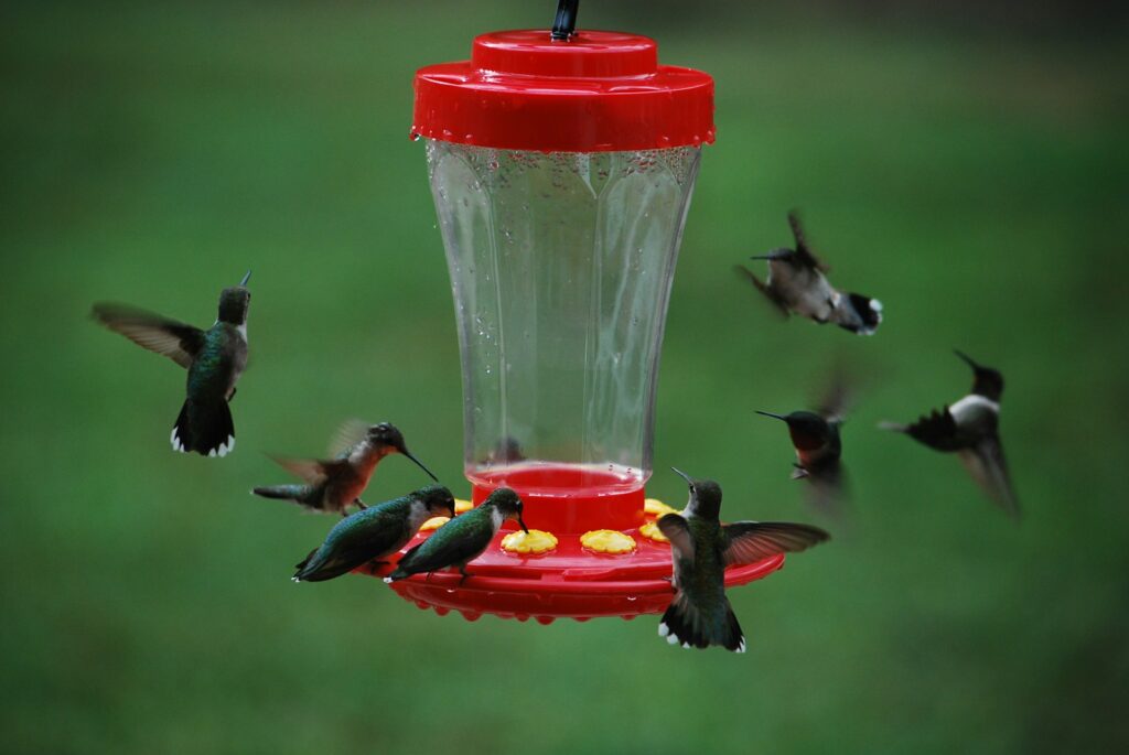 Hummingbirds feeding from a red feeder