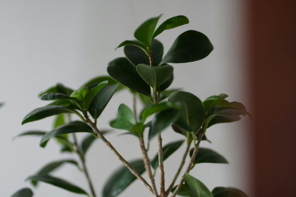a close up of a plant with green leaves