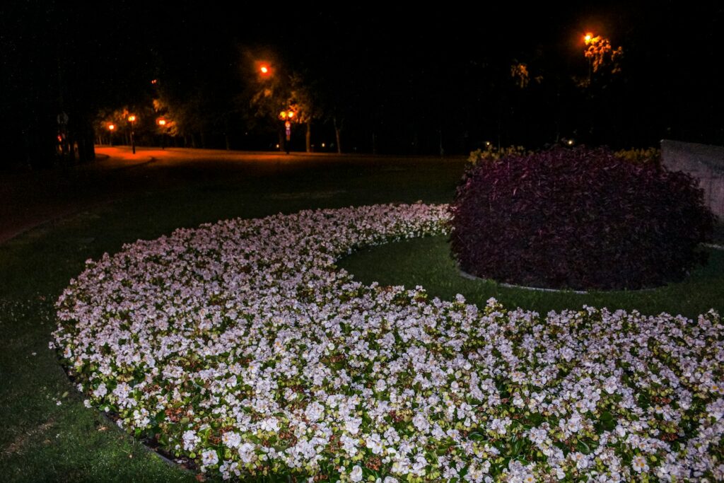Flower bed with white flowers at night