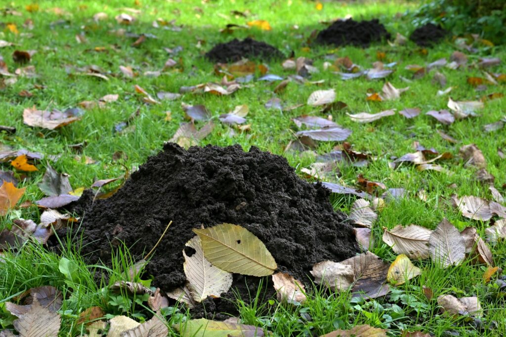Several molehills on a grassy lawn with fallen leaves.