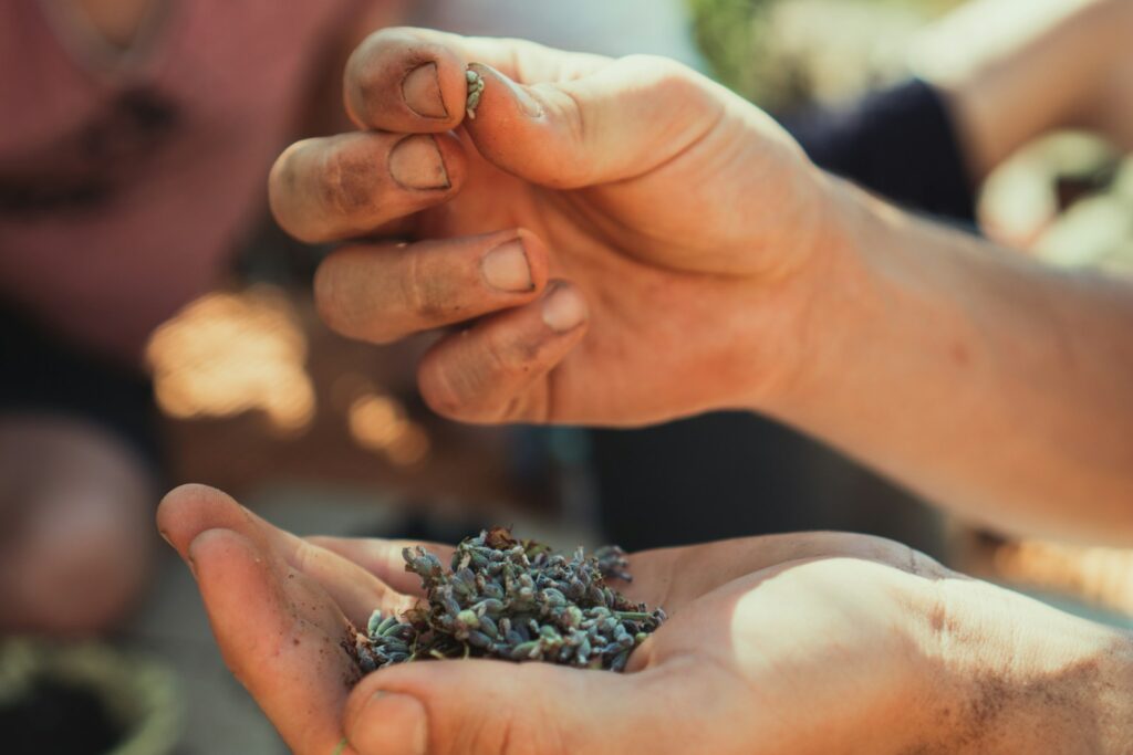 person holding brown and black plant