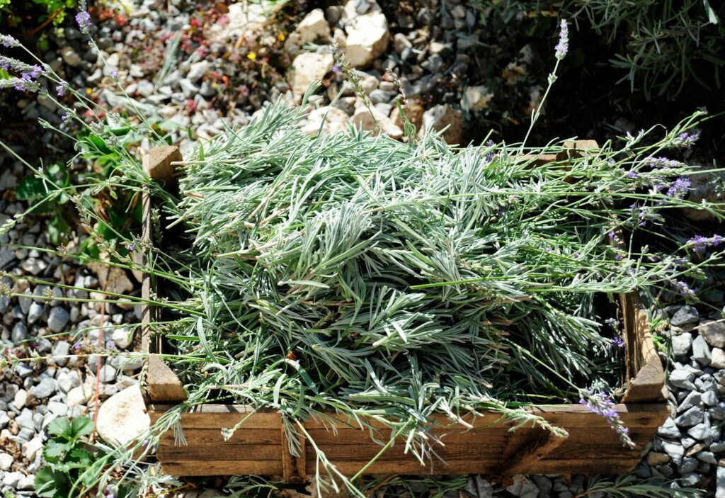 Freshly cut lavender in a wooden crate outdoors